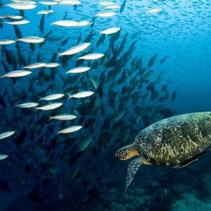 Meet your Posher, Delia